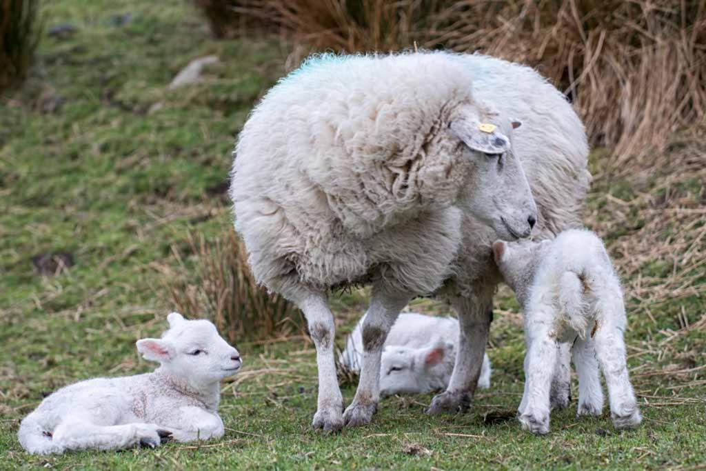 فيلا Devlin Farm Life ويستبورت المظهر الخارجي الصورة