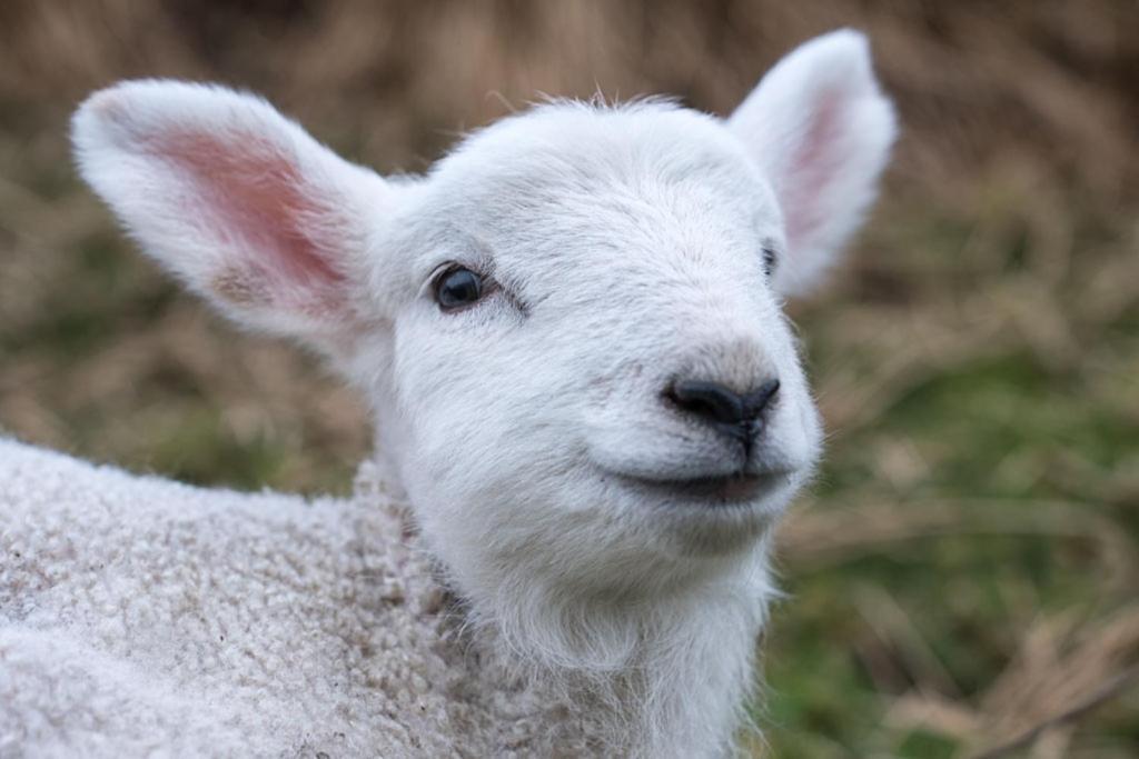 فيلا Devlin Farm Life ويستبورت المظهر الخارجي الصورة