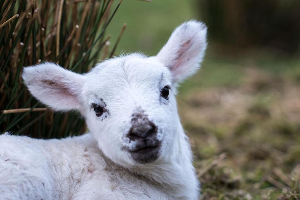 فيلا Devlin Farm Life ويستبورت المظهر الخارجي الصورة